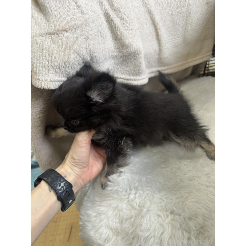 販売中の千葉県のチワワ(ロングコート)-434985の2枚目