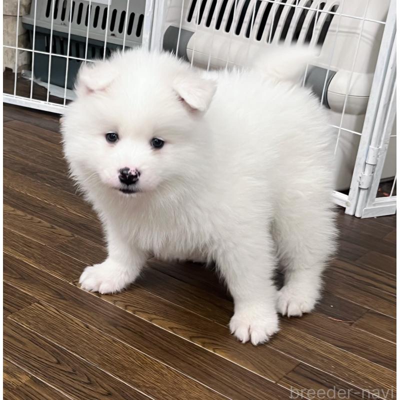 販売中の東京都のサモエド-441539の8枚目