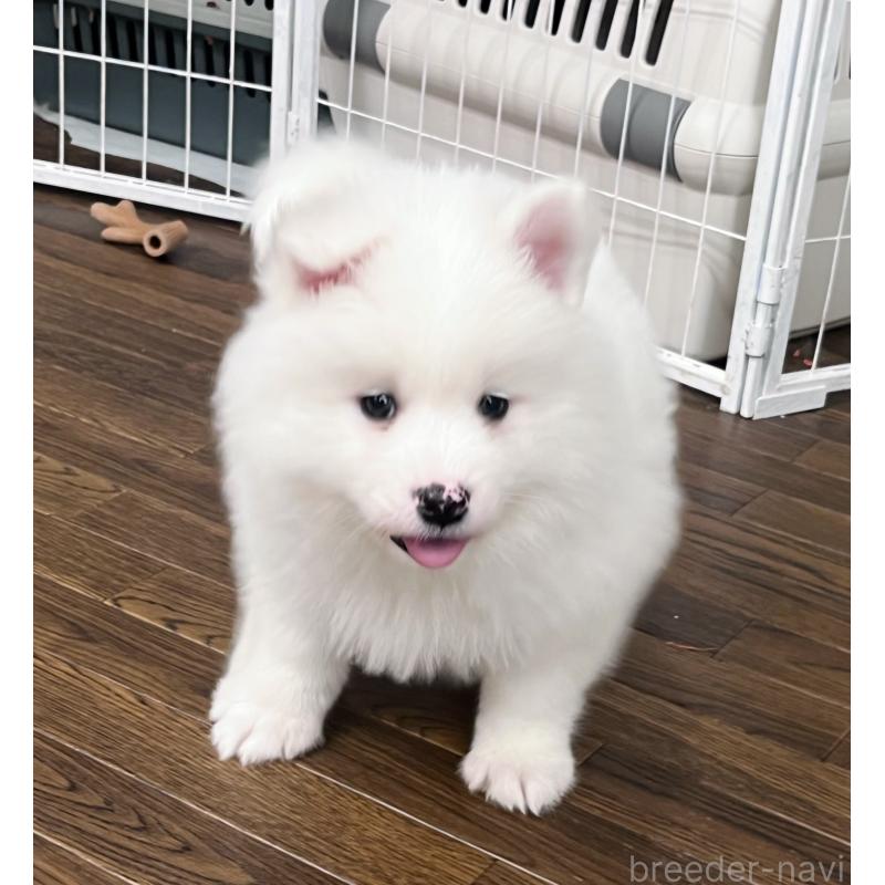 販売中の東京都のサモエド-441539の7枚目