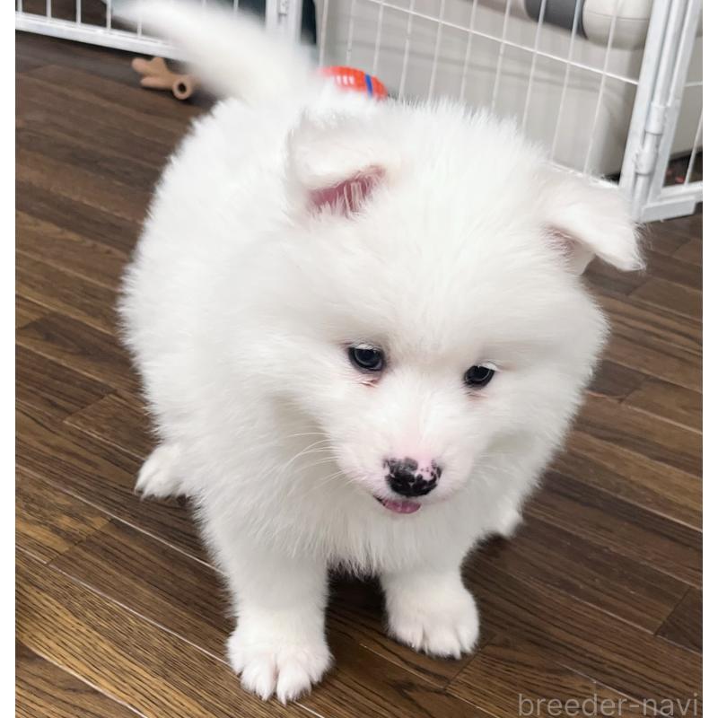 販売中の東京都のサモエド-441539の6枚目