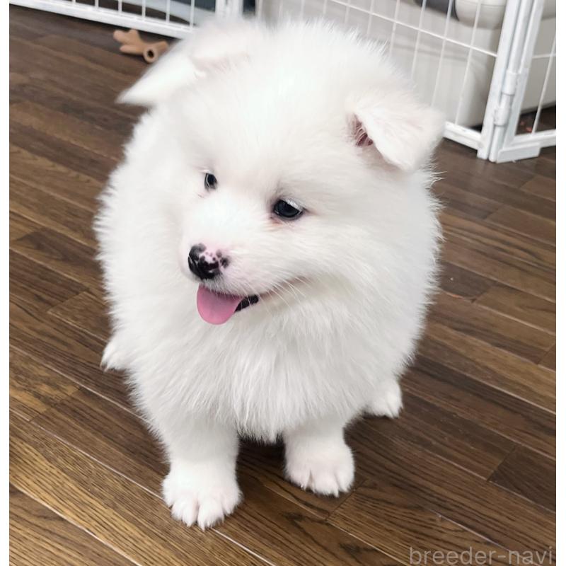 販売中の東京都のサモエド-441539の5枚目