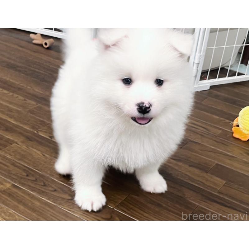 販売中の東京都のサモエド-441539の4枚目