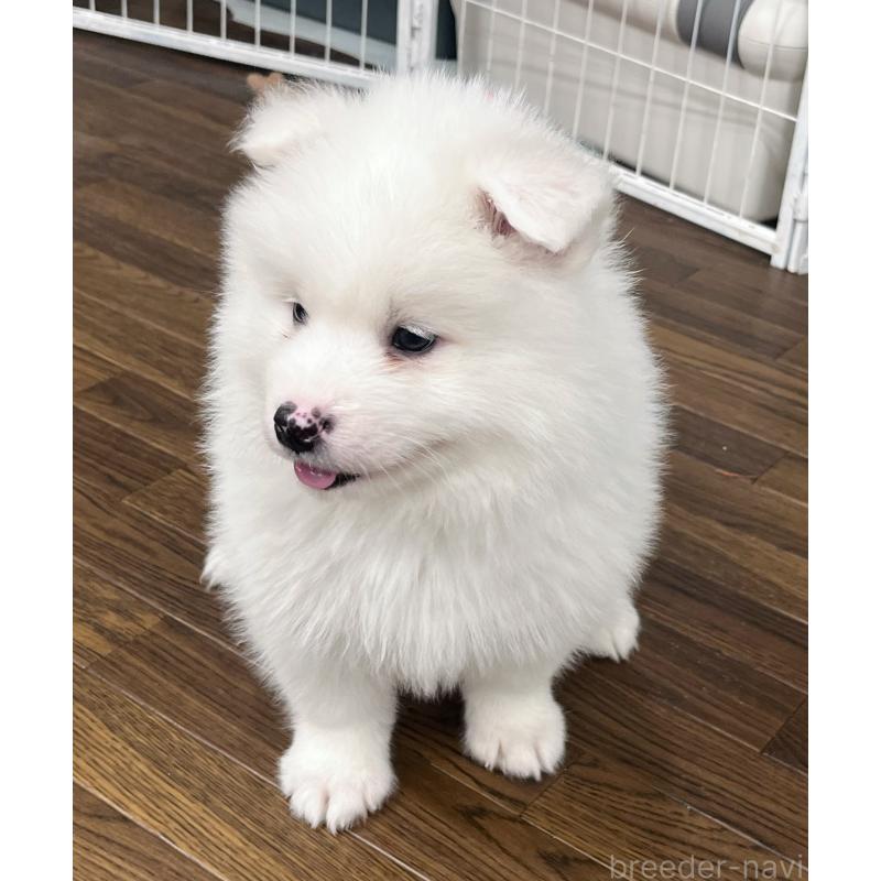 販売中の東京都のサモエド-441539の3枚目