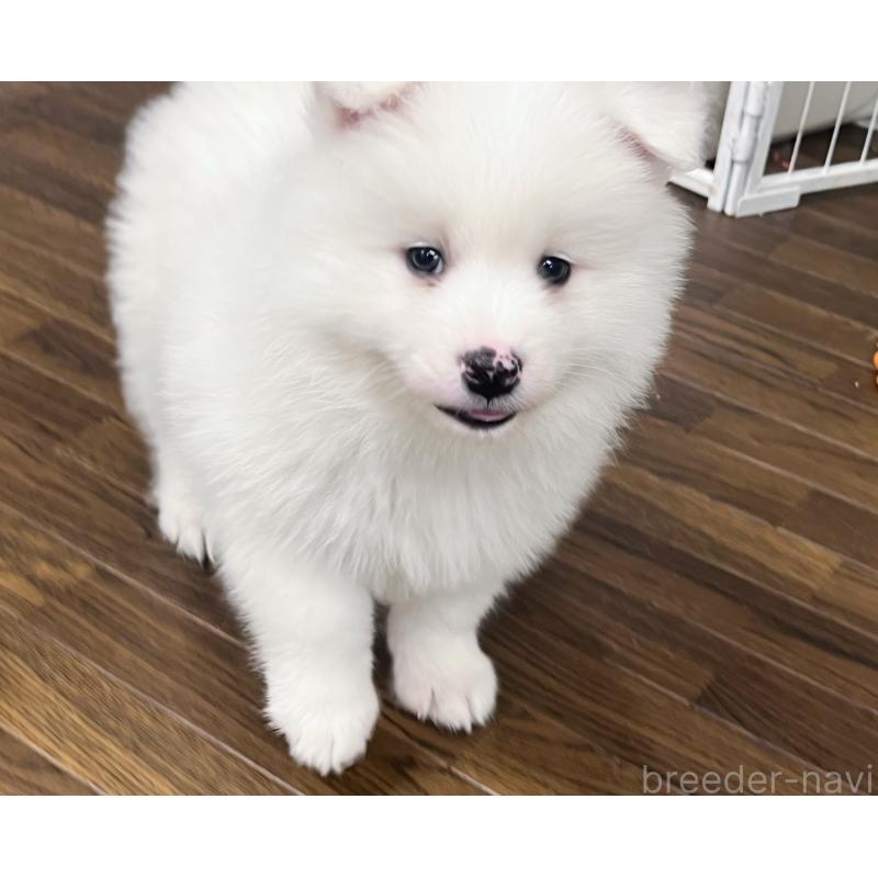 販売中の東京都のサモエド-441539の2枚目