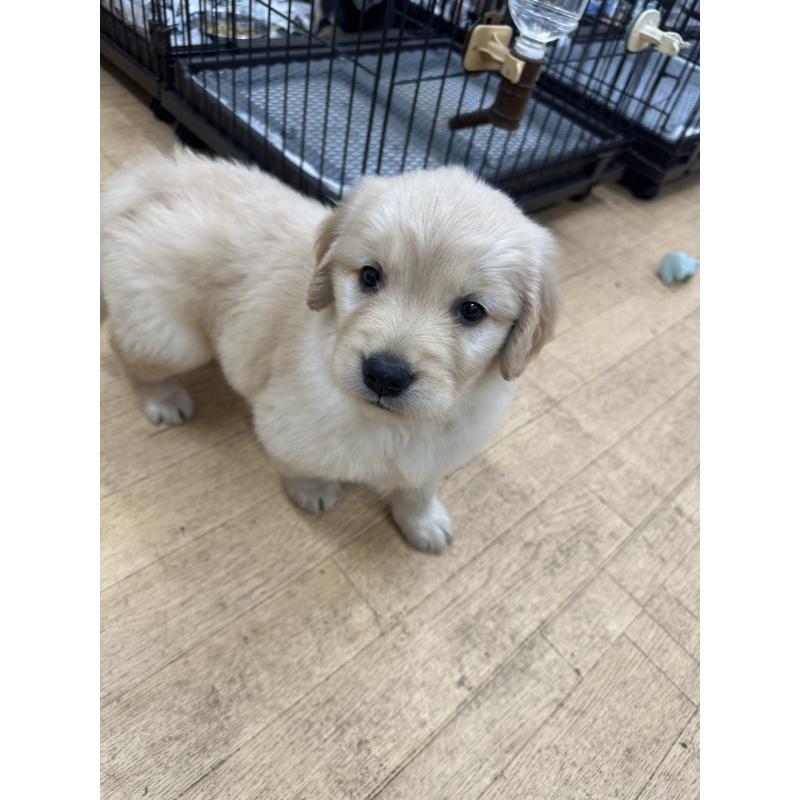 成約済の千葉県のゴールデンレトリーバー-439460の6枚目