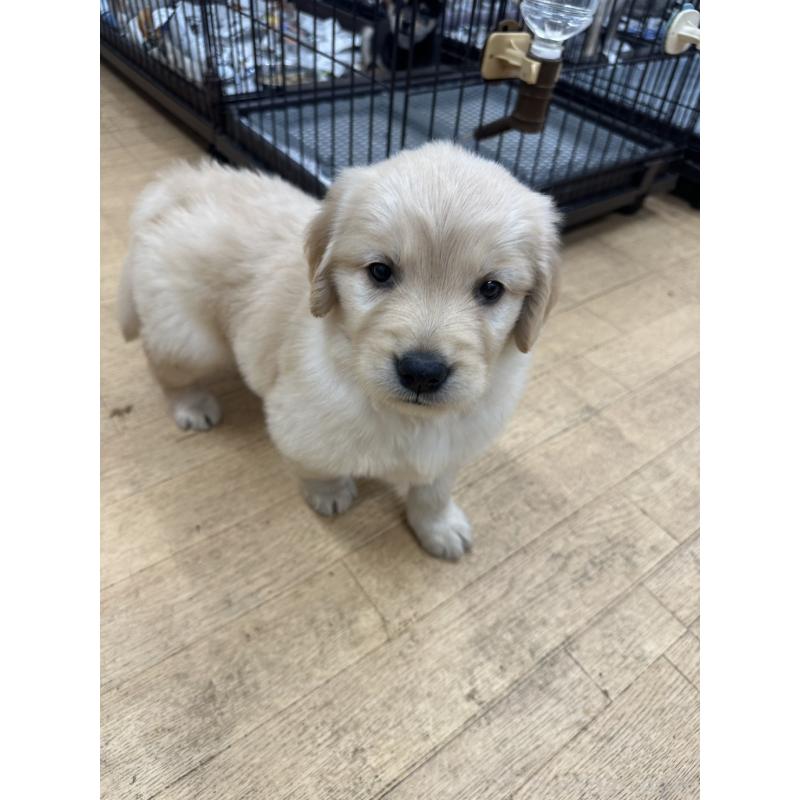 成約済の千葉県のゴールデンレトリーバー-439460の5枚目