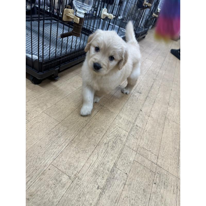 成約済の千葉県のゴールデンレトリーバー-439460の4枚目