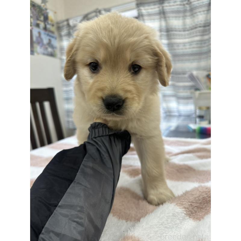 成約済の千葉県のゴールデンレトリーバー-439460の1枚目