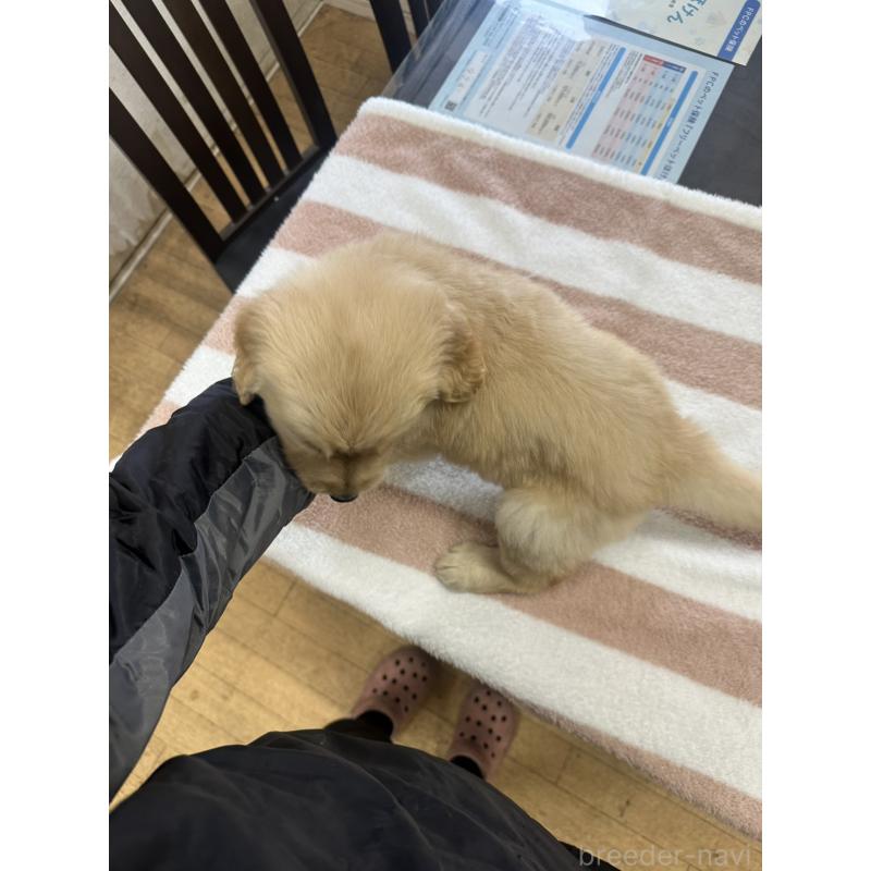 成約済の千葉県のゴールデンレトリーバー-439460の3枚目