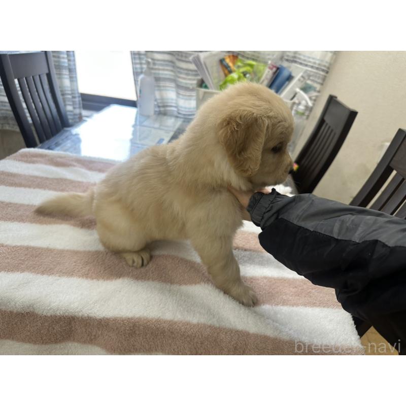 成約済の千葉県のゴールデンレトリーバー-439460の2枚目