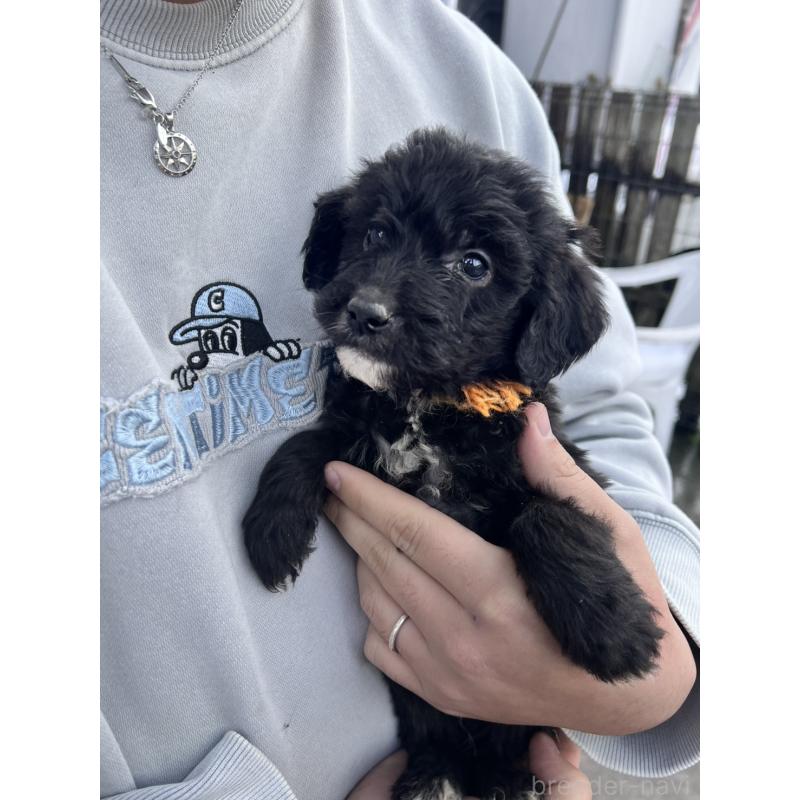 販売中の滋賀県のゴールデンドゥードル:ゴールデンレトリーバー×プードル-442287