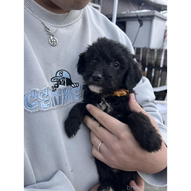 販売中の滋賀県のゴールデンドゥードル:ゴールデンレトリーバー×プードル-442287の3枚目