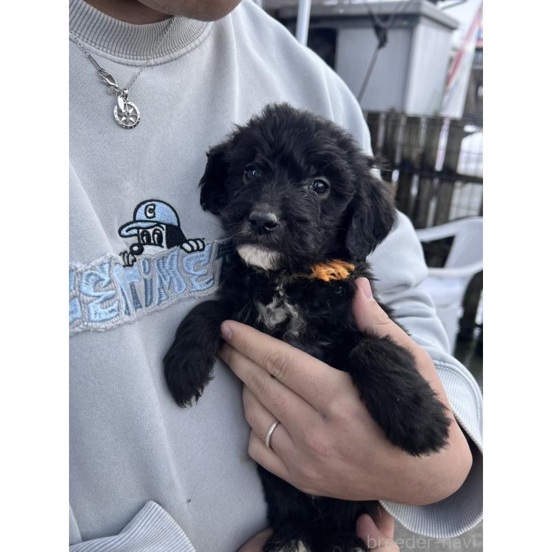 販売中の滋賀県のゴールデンドゥードル:ゴールデンレトリーバー×プードル-442287の2枚目