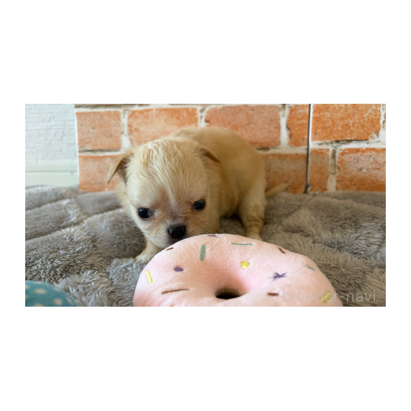 販売中の埼玉県のチワワ(ロングコート)-442288の11枚目