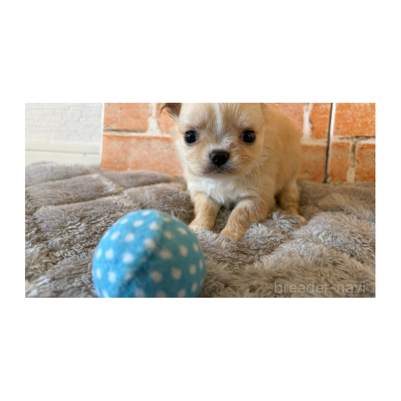 販売中の埼玉県のチワワ(ロングコート)-442288の10枚目