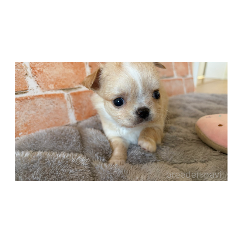 販売中の埼玉県のチワワ(ロングコート)-442288の9枚目