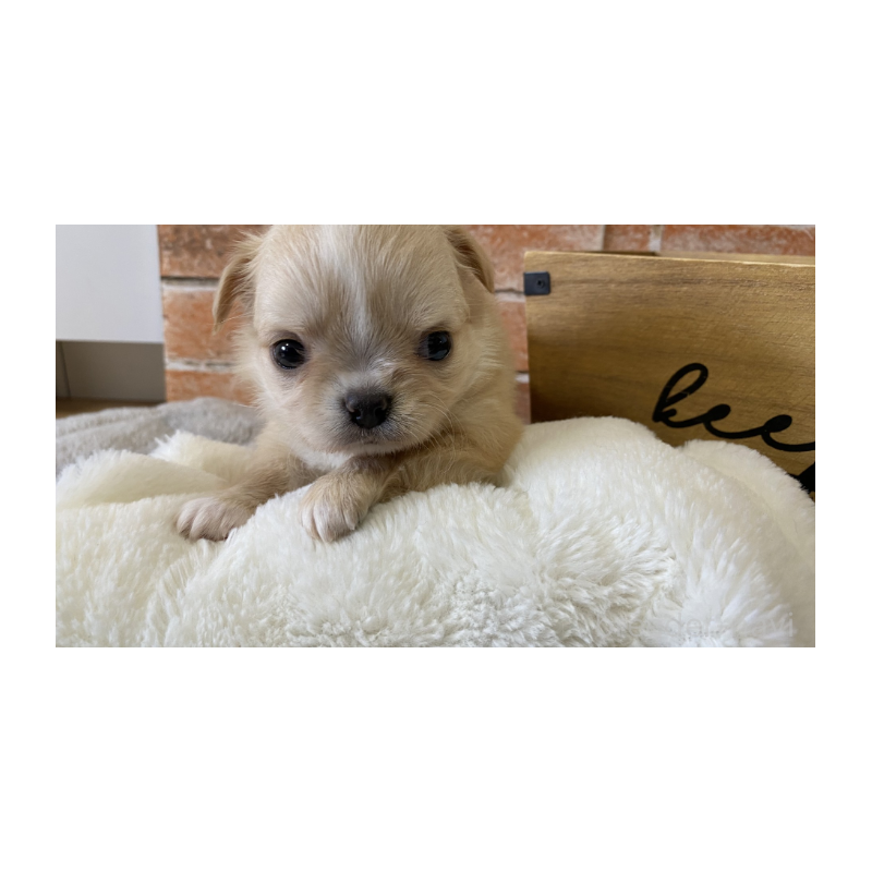 販売中の埼玉県のチワワ(ロングコート)-442288の7枚目