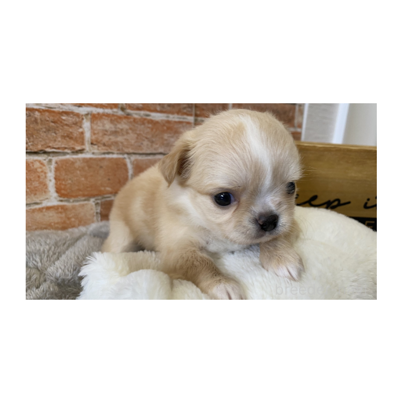 販売中の埼玉県のチワワ(ロングコート)-442288の6枚目