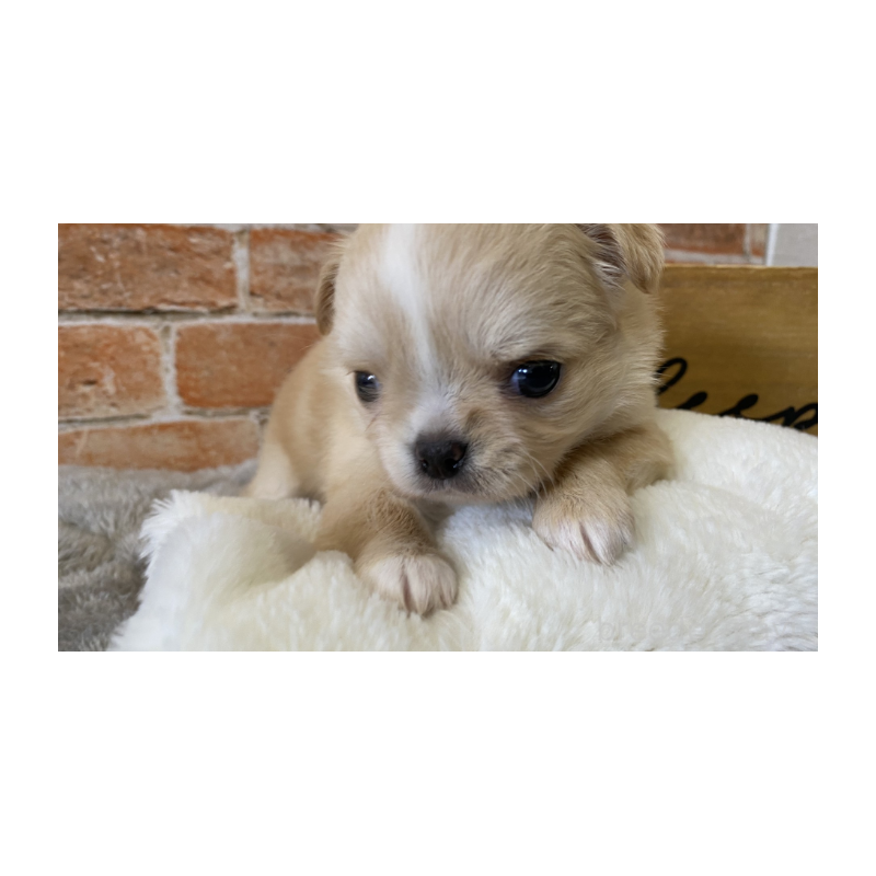 販売中の埼玉県のチワワ(ロングコート)-442288の5枚目