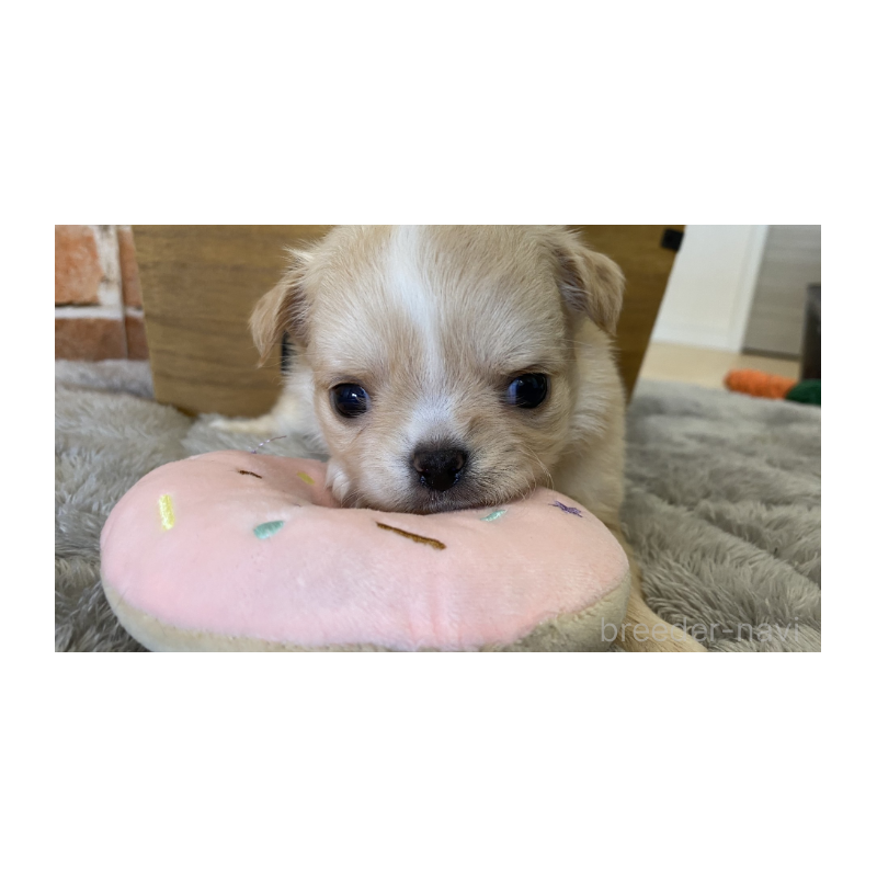 販売中の埼玉県のチワワ(ロングコート)-442288の4枚目