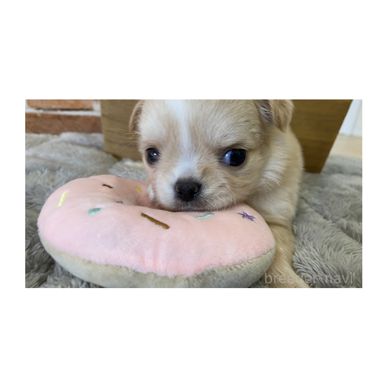 販売中の埼玉県のチワワ(ロングコート)-442288の2枚目