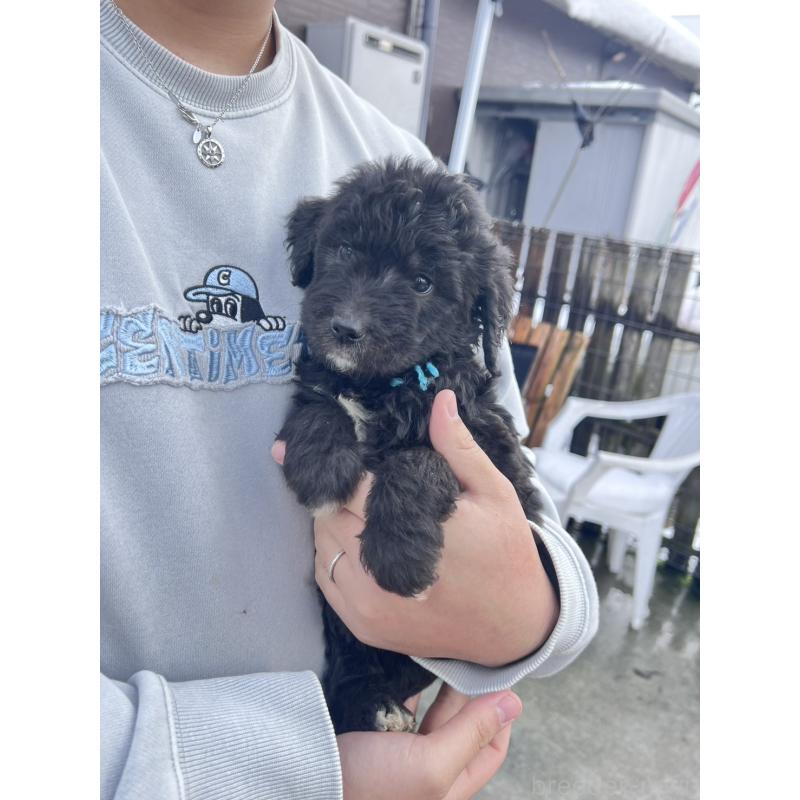 販売中の滋賀県のゴールデンドゥードル:ゴールデンレトリーバー×プードル-442289