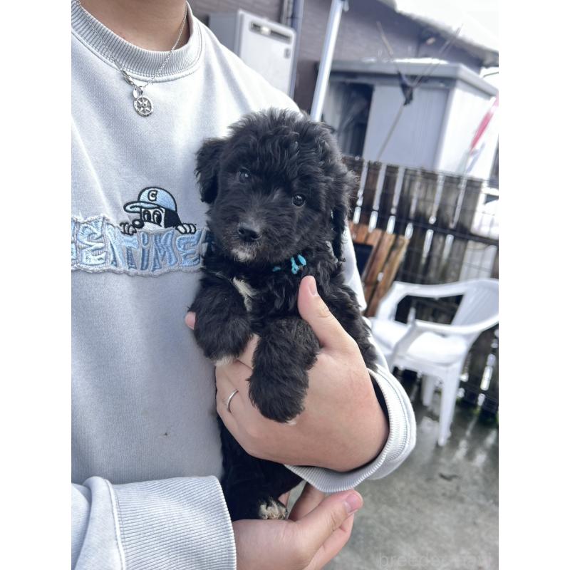 販売中の滋賀県のゴールデンドゥードル:ゴールデンレトリーバー×プードル-442289の2枚目