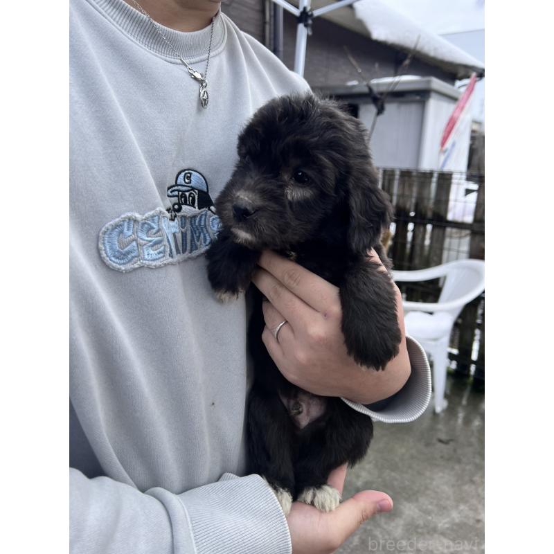 販売中の滋賀県のゴールデンドゥードル:ゴールデンレトリーバー×プードル-442290の3枚目