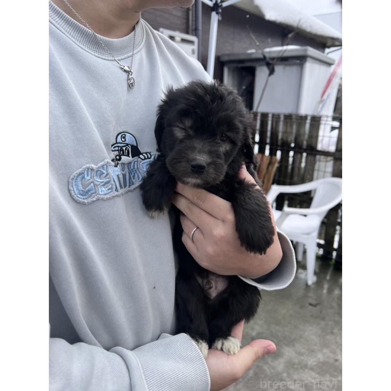 販売中の滋賀県のゴールデンドゥードル:ゴールデンレトリーバー×プードル-442290の2枚目