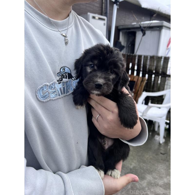 販売中の滋賀県のゴールデンドゥードル:ゴールデンレトリーバー×プードル-442290