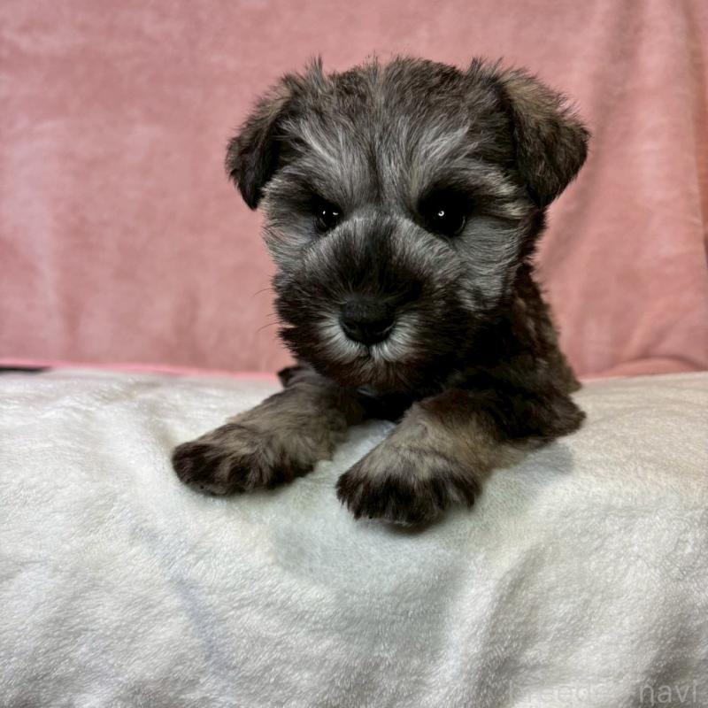 販売中の大阪府のミニチュアシュナウザー-442293の7枚目