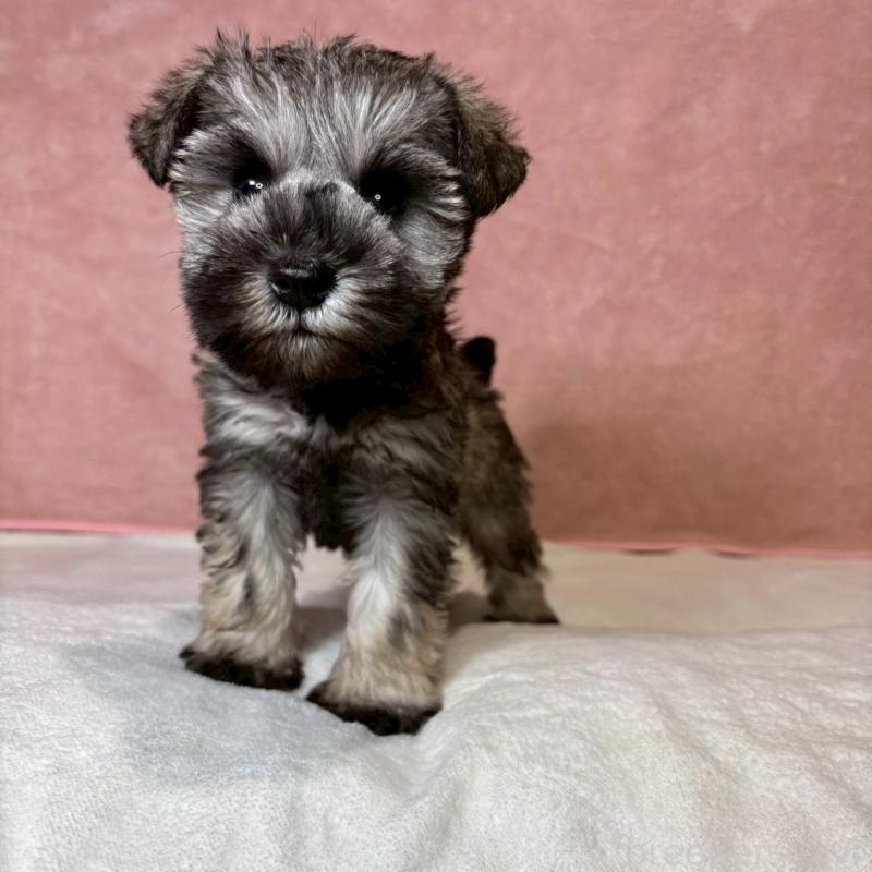 販売中の大阪府のミニチュアシュナウザー-442293の6枚目