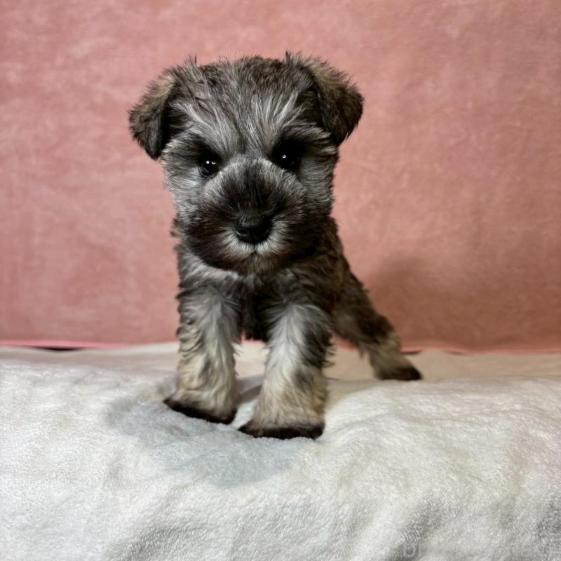 販売中の大阪府のミニチュアシュナウザー-442293の3枚目