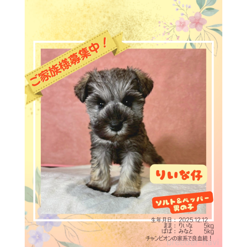 販売中の大阪府のミニチュアシュナウザー-442293の1枚目