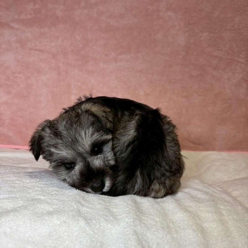 販売中の大阪府のミニチュアシュナウザー-442293の2枚目