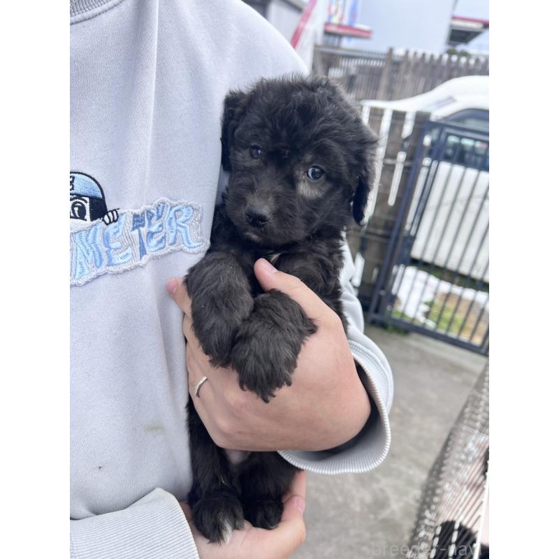 販売中の滋賀県のゴールデンドゥードル:ゴールデンレトリーバー×プードル-442291