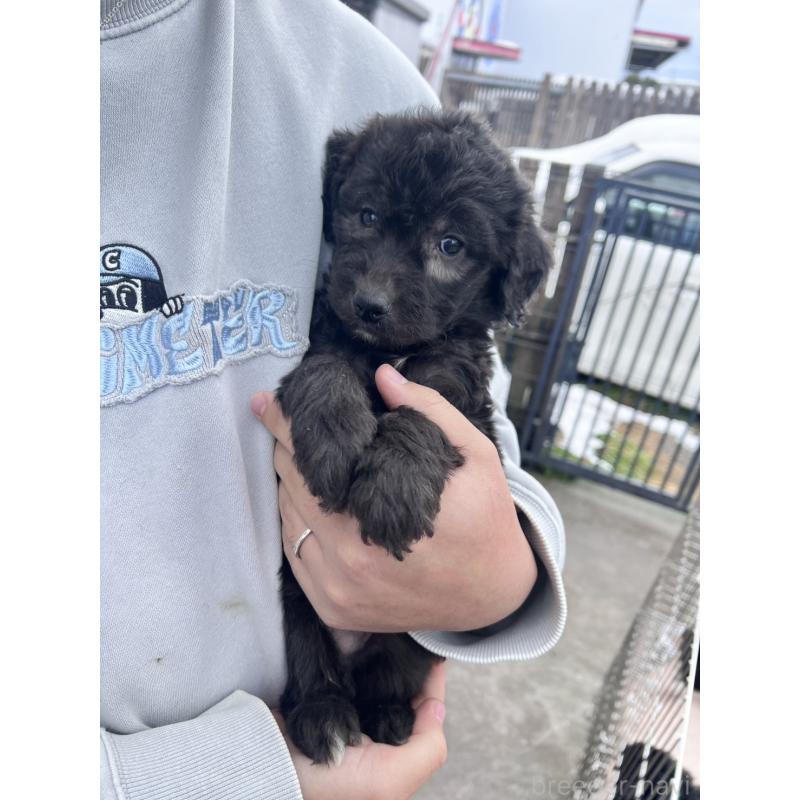 販売中の滋賀県のゴールデンドゥードル:ゴールデンレトリーバー×プードル-442291の3枚目