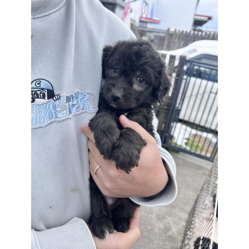 販売中の滋賀県のゴールデンドゥードル:ゴールデンレトリーバー×プードル-442291の2枚目