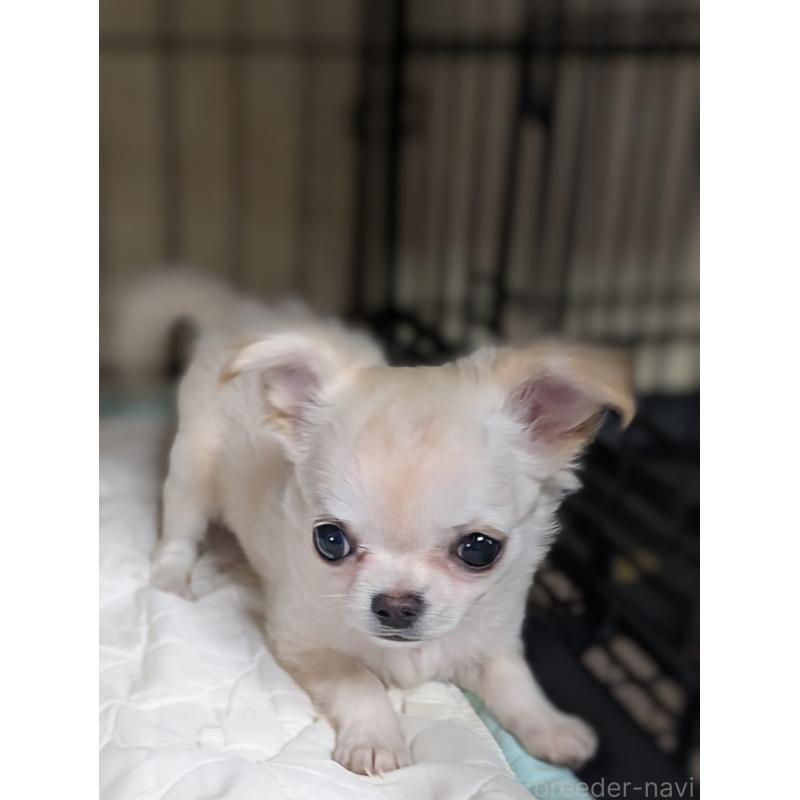 販売中の埼玉県のチワワ(ロングコート)-438822の5枚目