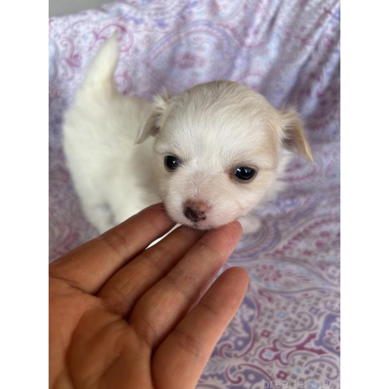 販売中の愛知県のポメチワ:ポメラニアン×チワワ-442292の5枚目