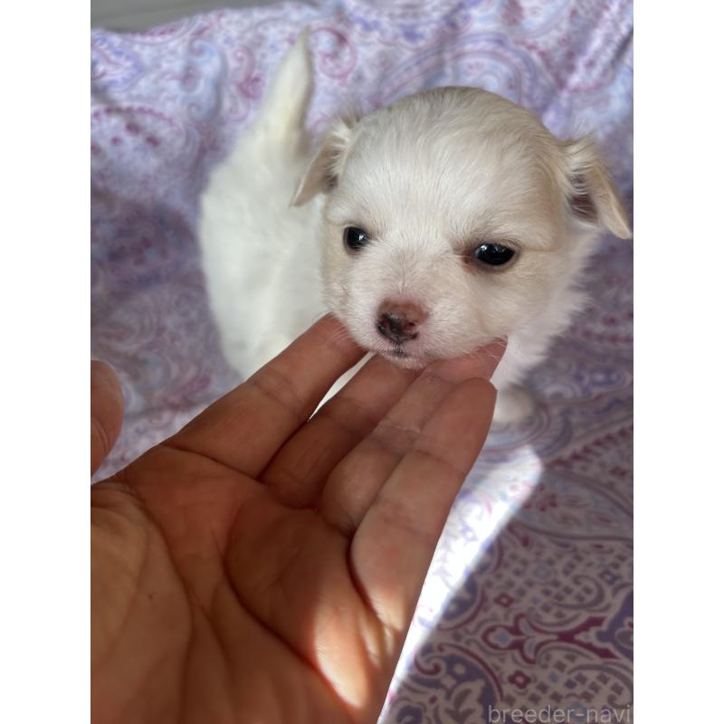 販売中の愛知県のポメチワ:ポメラニアン×チワワ-442292の4枚目