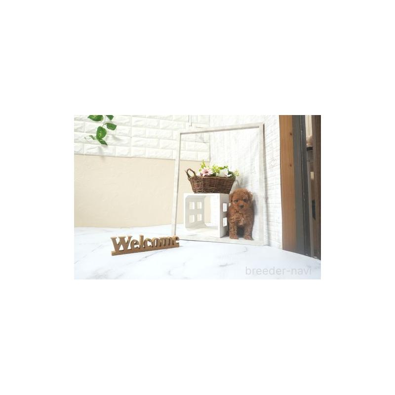 販売中の滋賀県のタイニープードル-441536の5枚目