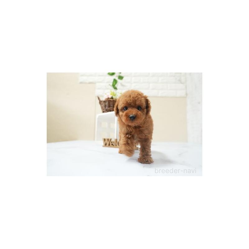販売中の滋賀県のタイニープードル-441536の4枚目