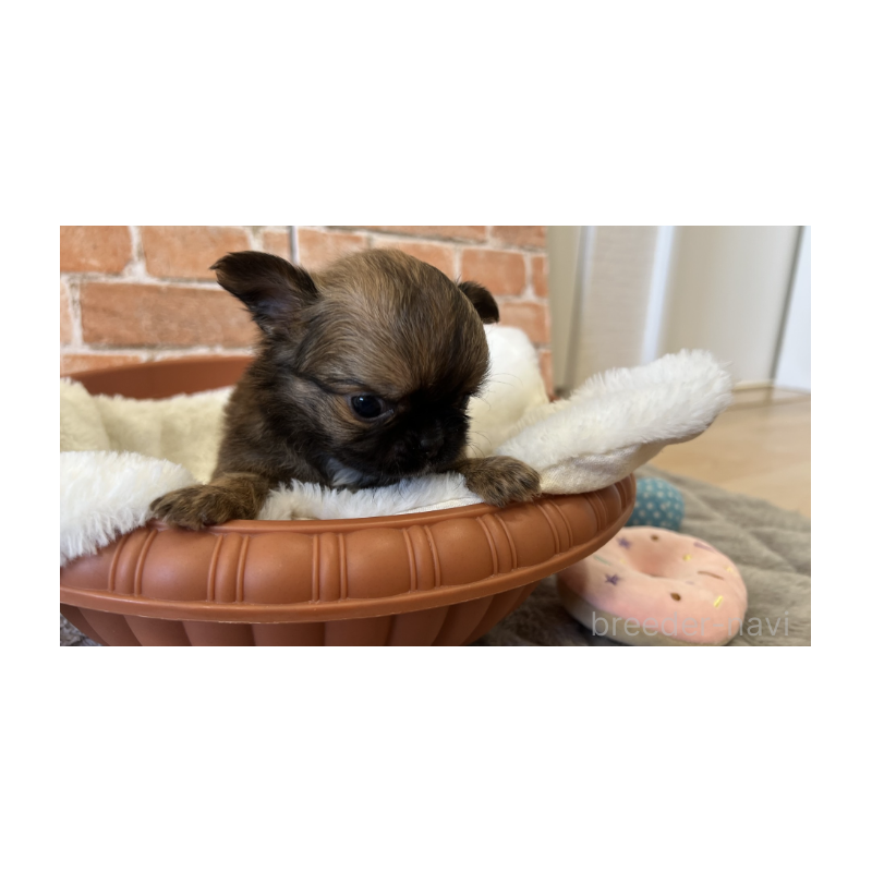 販売中の埼玉県のチワワ(ロングコート)-442294の11枚目