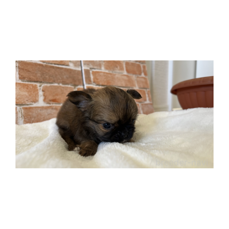 販売中の埼玉県のチワワ(ロングコート)-442294の10枚目