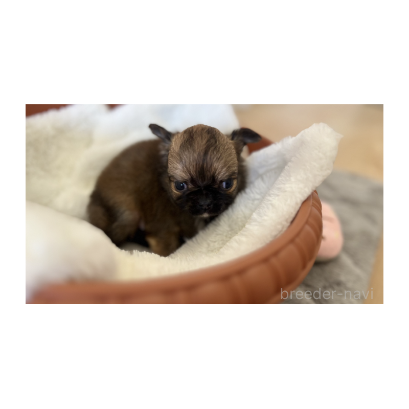 販売中の埼玉県のチワワ(ロングコート)-442294の9枚目