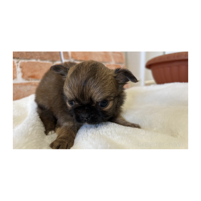 販売中の埼玉県のチワワ(ロングコート)-442294の8枚目