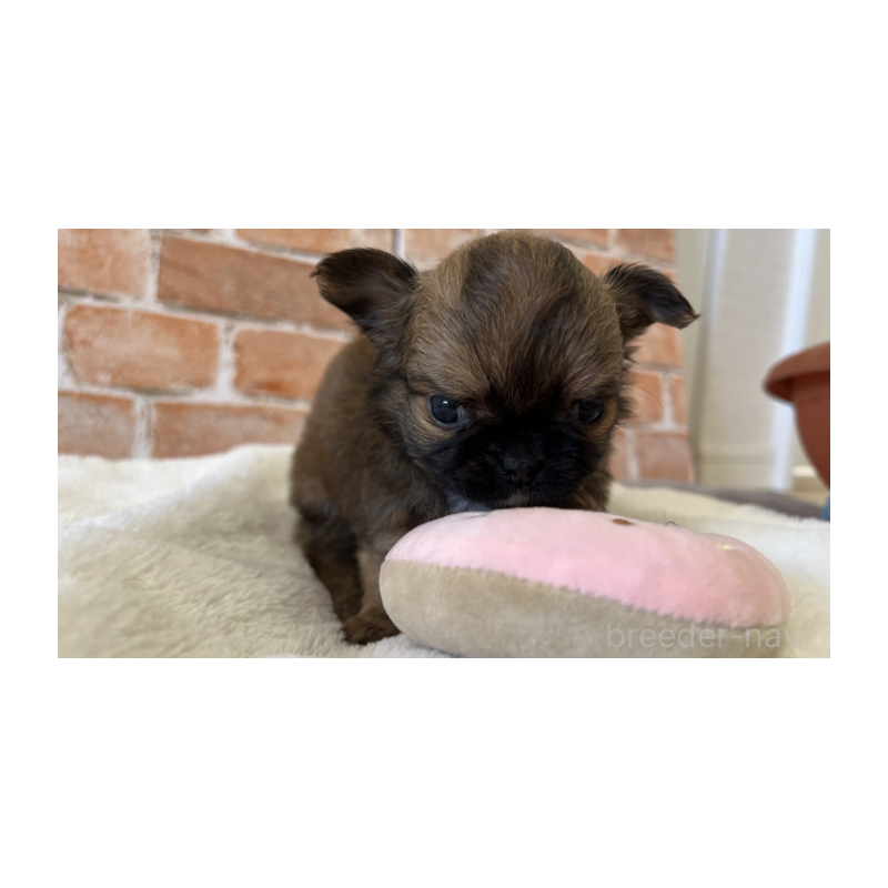 販売中の埼玉県のチワワ(ロングコート)-442294の7枚目