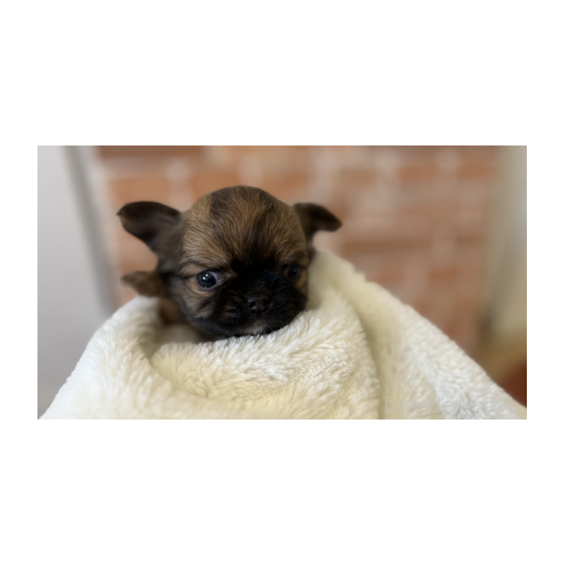 販売中の埼玉県のチワワ(ロングコート)-442294の6枚目