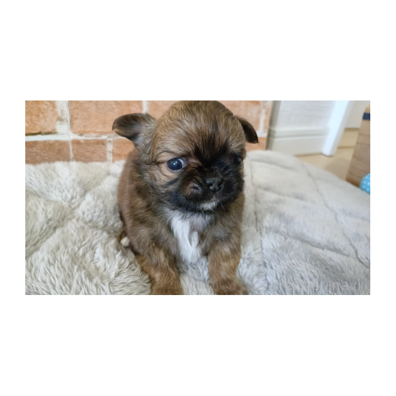 販売中の埼玉県のチワワ(ロングコート)-442294の5枚目